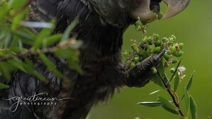A bird with a red head and grey feathers perched on a branch.