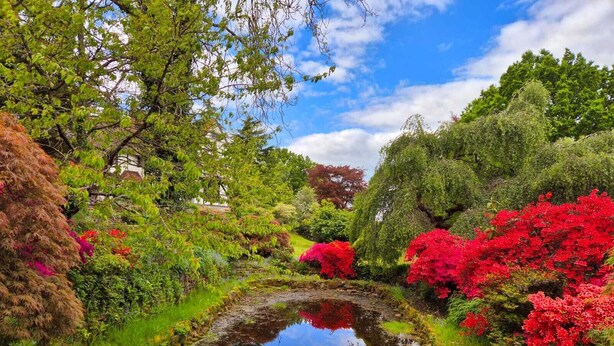 Een rustige tuin met een vijver, weelderig groen en levendige rode bloemen.