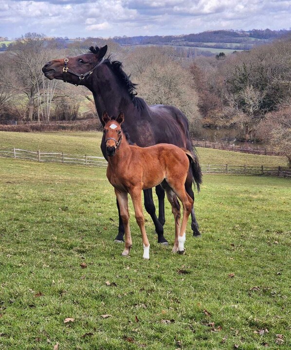 A horse and a foal in a grassy field with a fence and trees in the background.