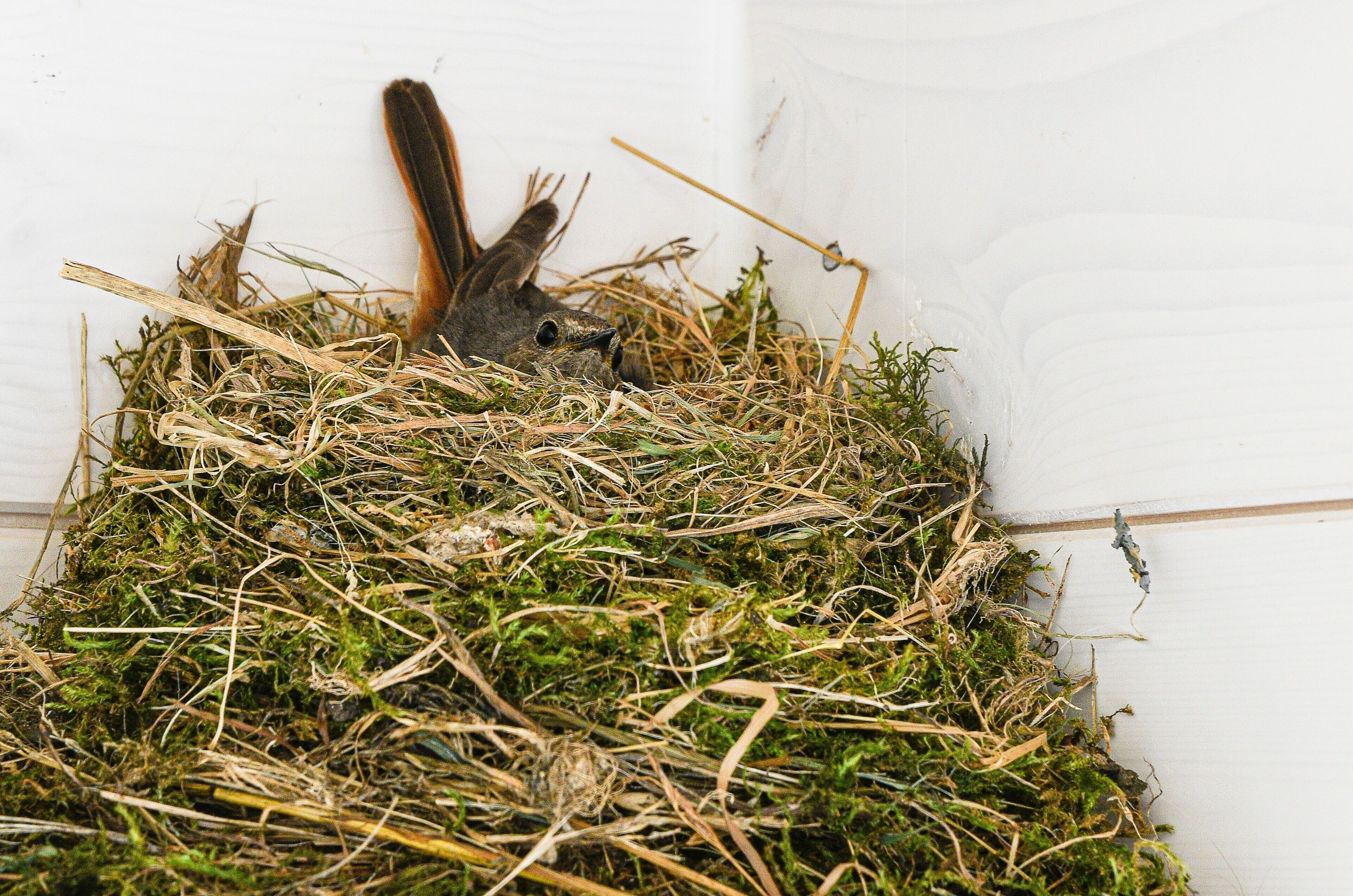 A rabbit in a nest made of straw and green plants.