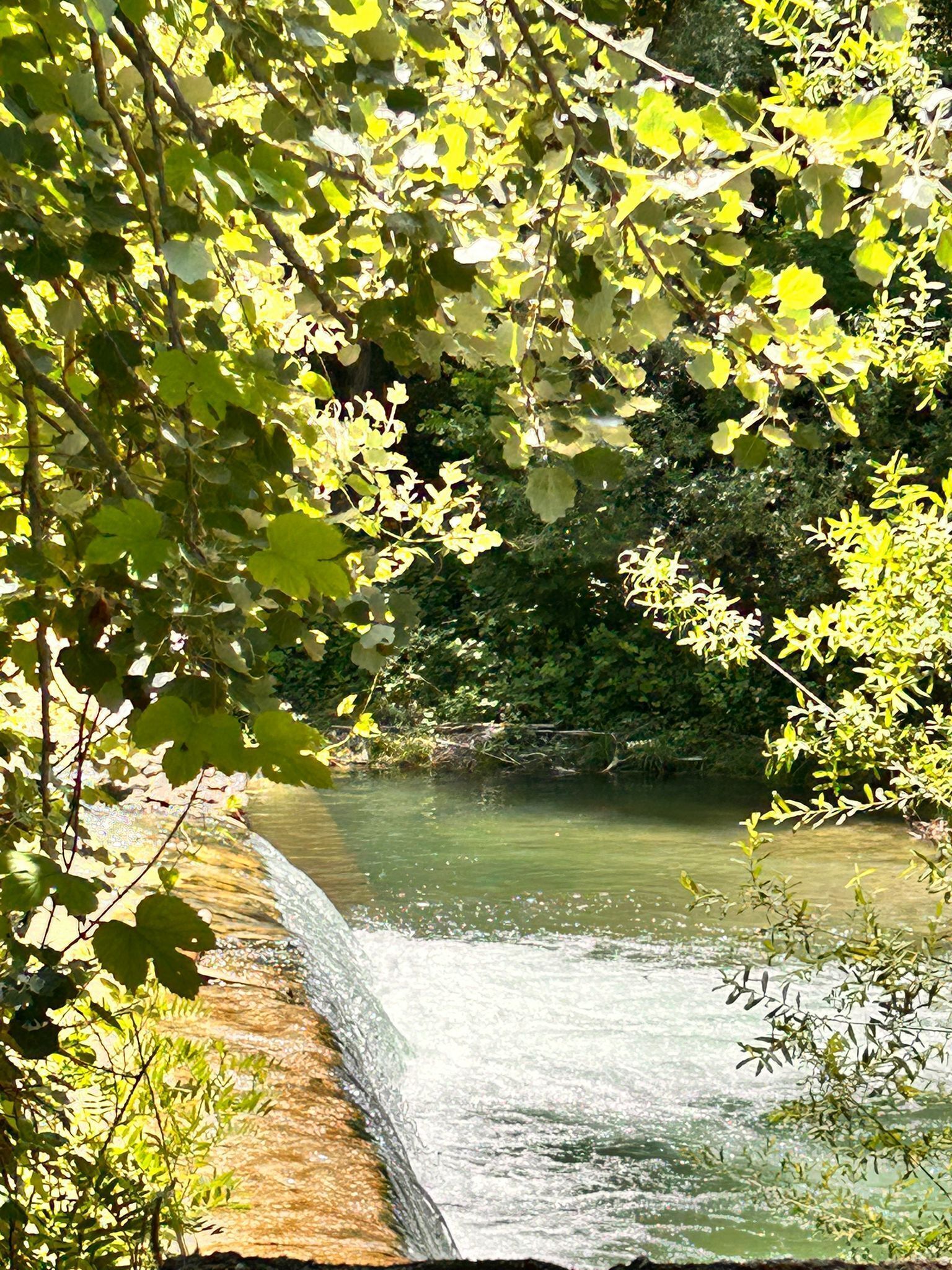 A river flowing through a forested area with a stone bridge.