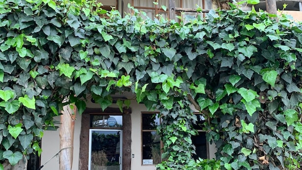 Une entrée abritée, dotée d’un plafond en bois, d’une porte et d’une plante en pot placée à gauche.