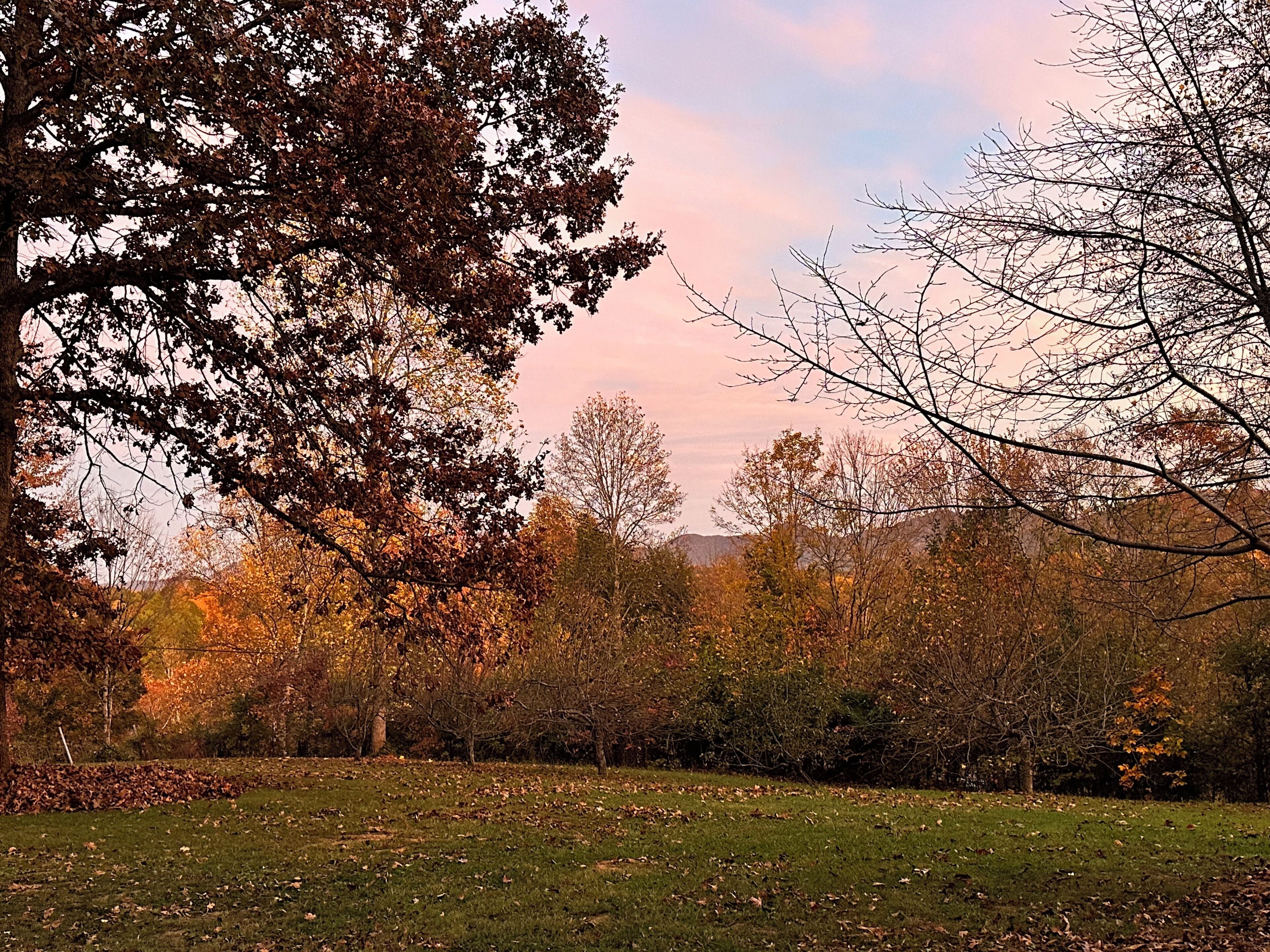 Un paysage naturel avec des arbres et un champ d’herbe.