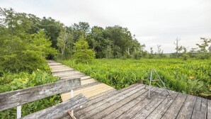 A wooden boardwalk through a lush green field with dense trees in the background.
