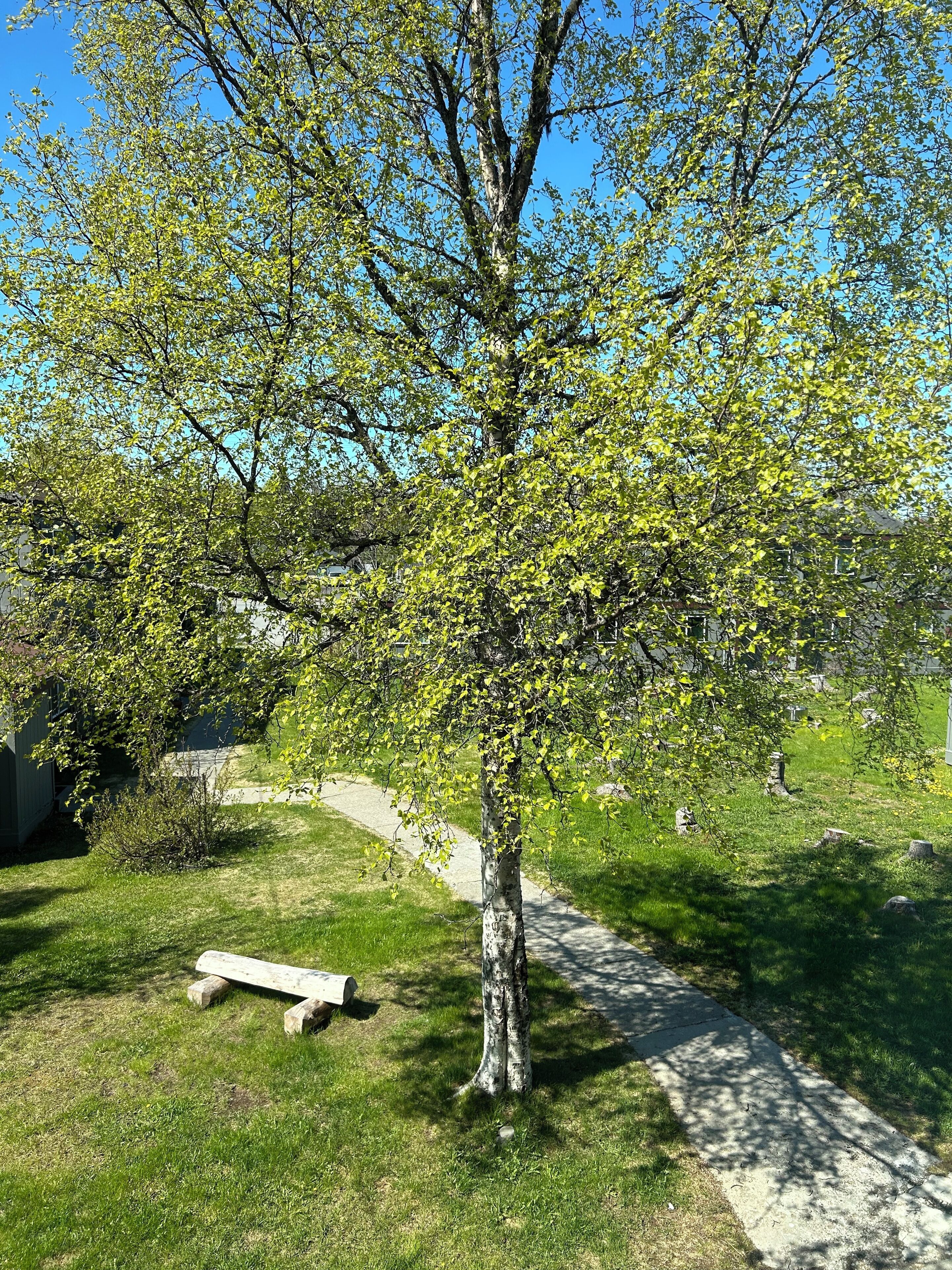 Un sentier bordé d’arbres, avec un banc et une zone herbeuse.