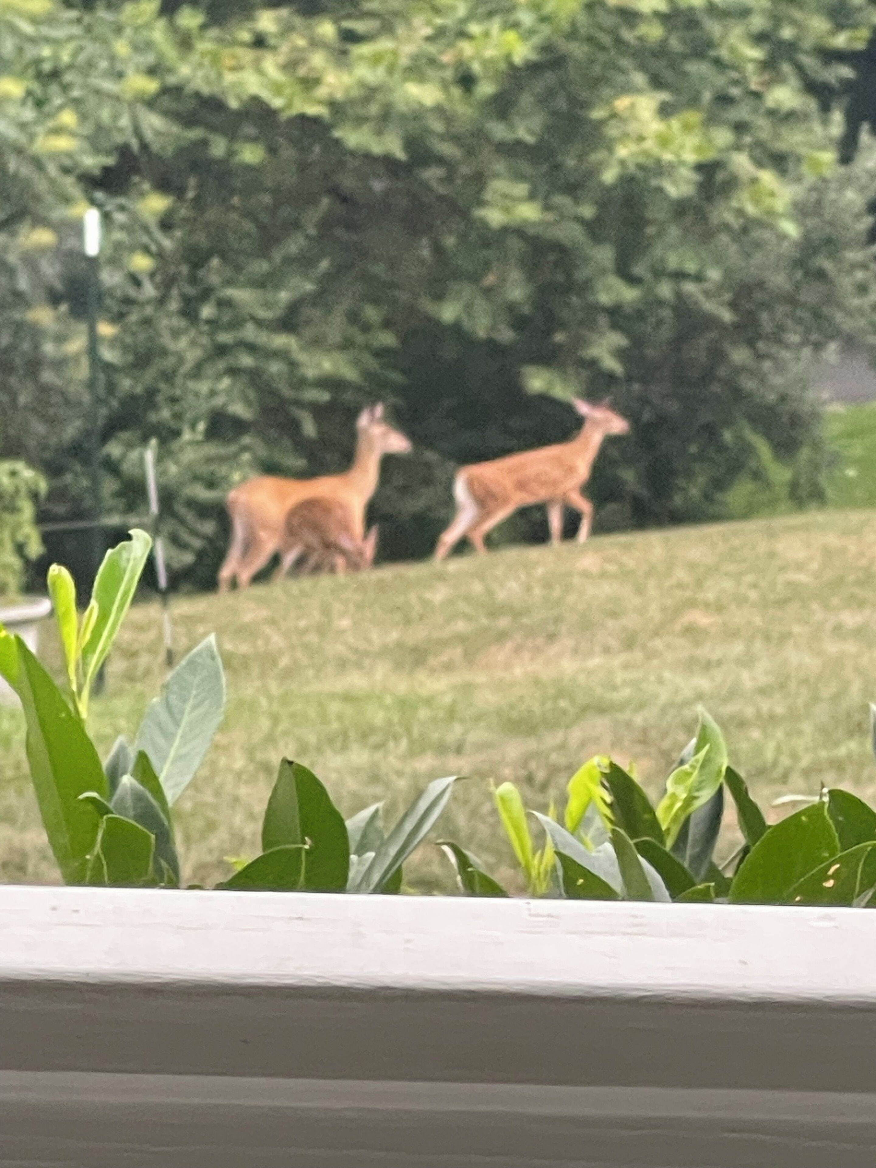 A view of a grassy area with two deer in the distance, surrounded by greenery.