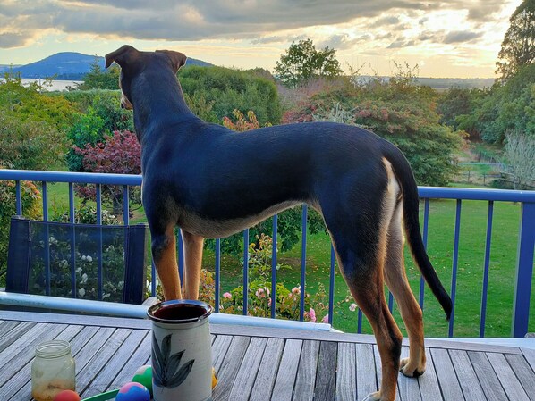 A dog standing on a wooden deck with a view of a garden and hills in the background.