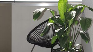 A potted plant next to a black chair on a balcony with a white wall and horizontal blinds. - Indulgent stay in trendy Prahran (Prahran)