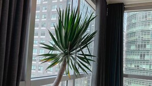 A room with large windows, a tall potted plant, and a view of a modern building.