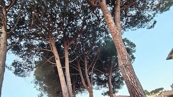 Resepsionis
