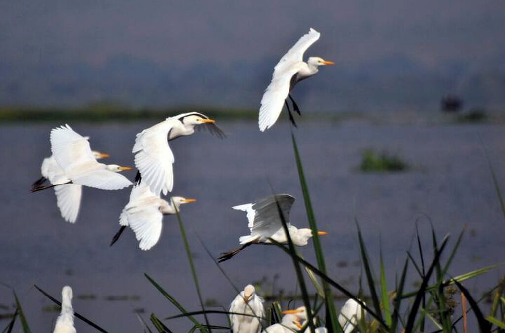 Un groupe d’oiseaux blancs volant au-dessus d’une étendue d’eau, avec des roseaux au premier plan.