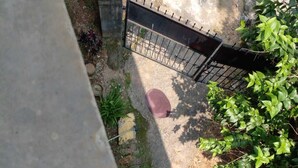 A concrete ledge with a small garden area, a metal gate, and green foliage. - Brahmaputra Homestay (Guwahati)