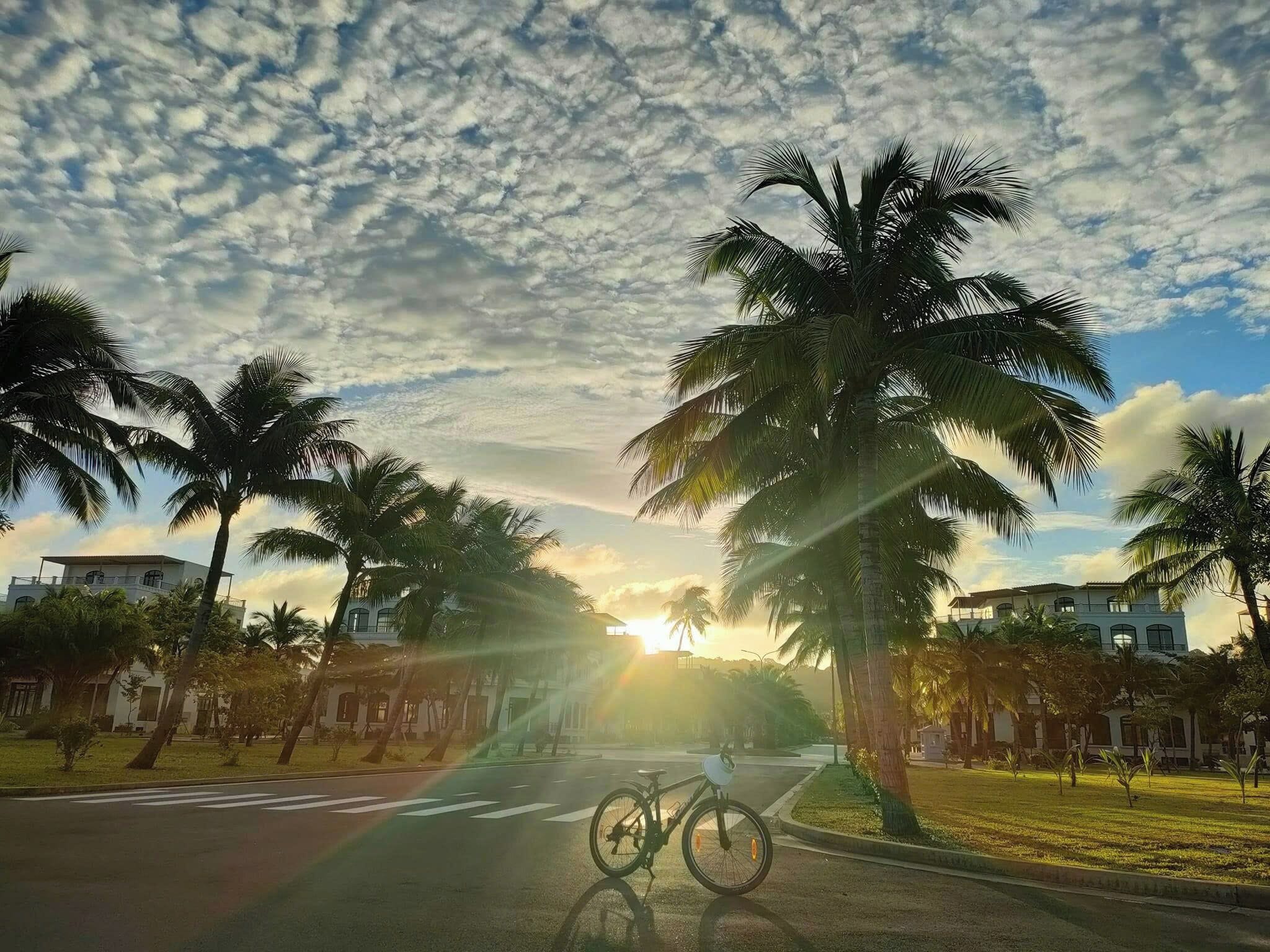 A street lined with palm trees and buildings, with a bicycle parked on the side.