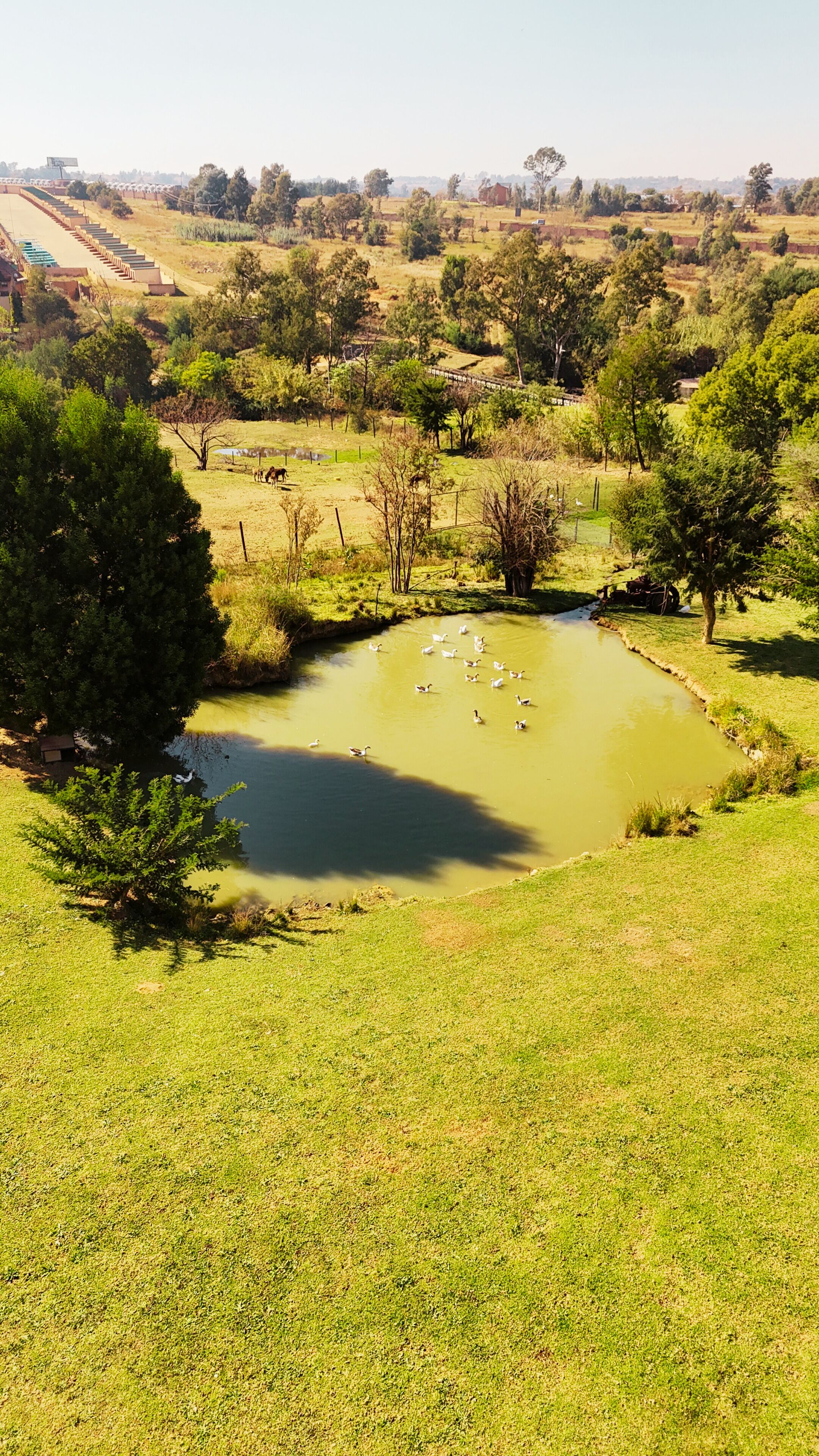 A pond surrounded by grass and trees, with ducks swimming.