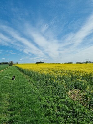 Een veld met een hond, een heldere lucht en verre bomen.