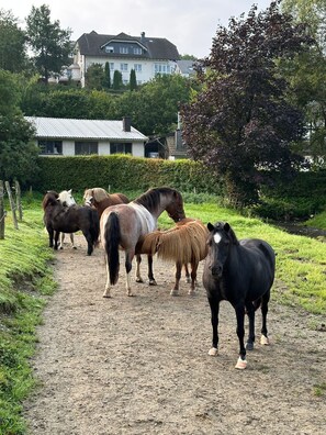 Un chemin de gravier bordé de chevaux, entouré de verdure, avec une maison en arrière-plan.