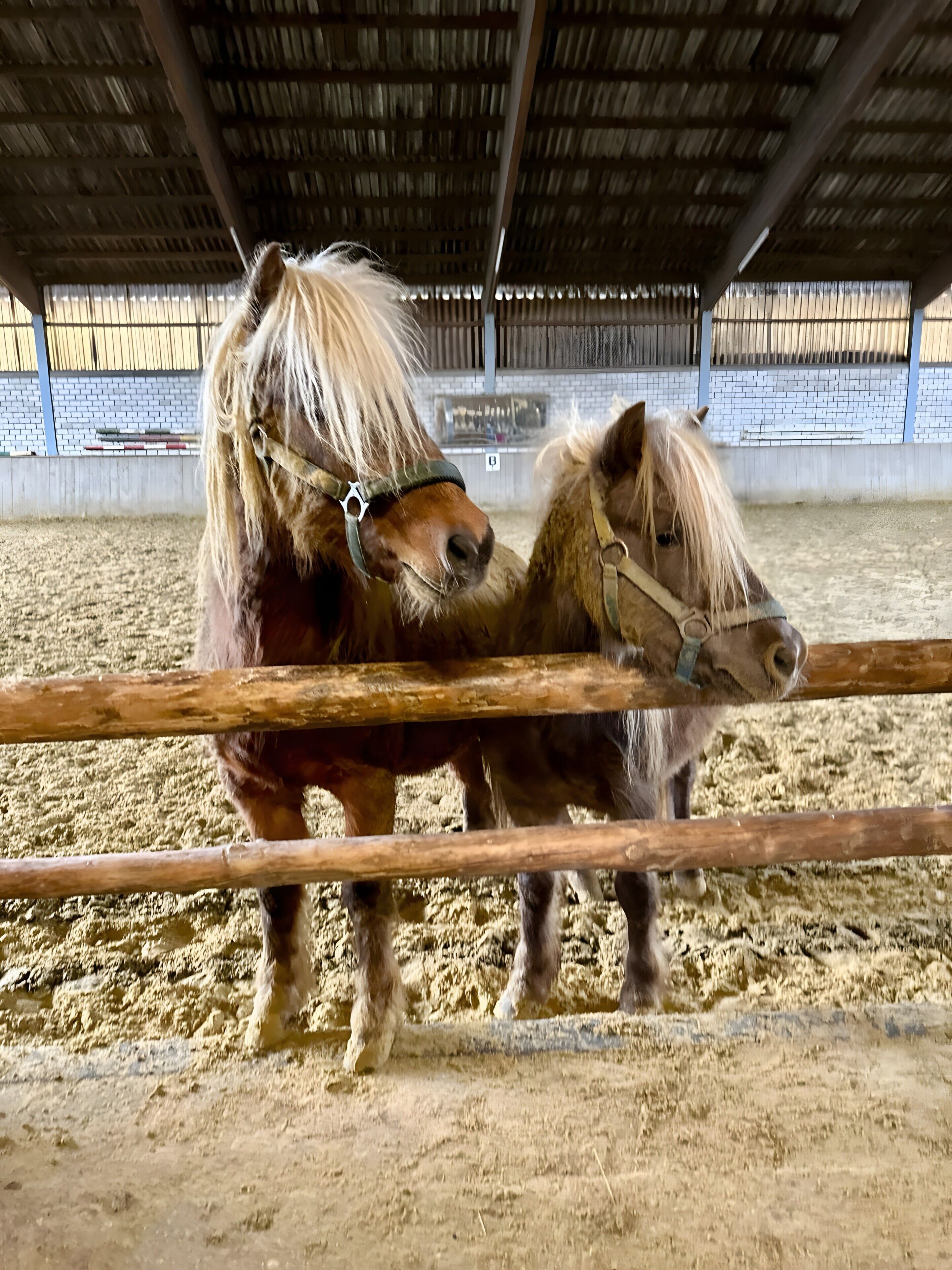 Two horses in an indoor arena with a dirt floor and a metal fence.
