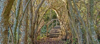 Italien vinyard feeling close to Karrebæksminde