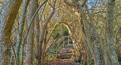 Italien vinyard feeling close to Karrebæksminde