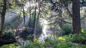 Escena de bosque con luz solar filtrándose entre los árboles, un arroyo y helechos.