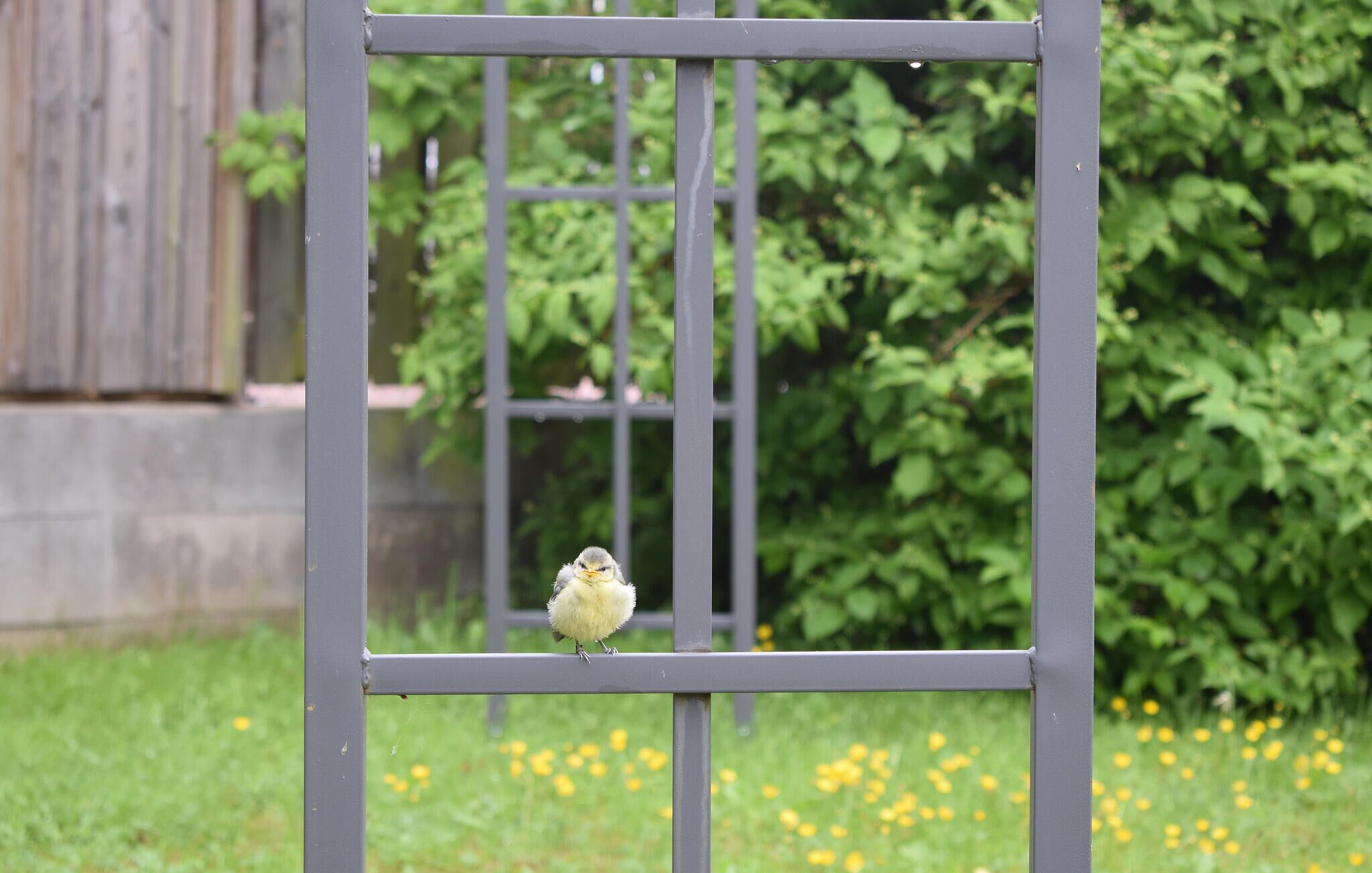 A bird perched on a metal fence with a green bush and yellow flowers in the background.