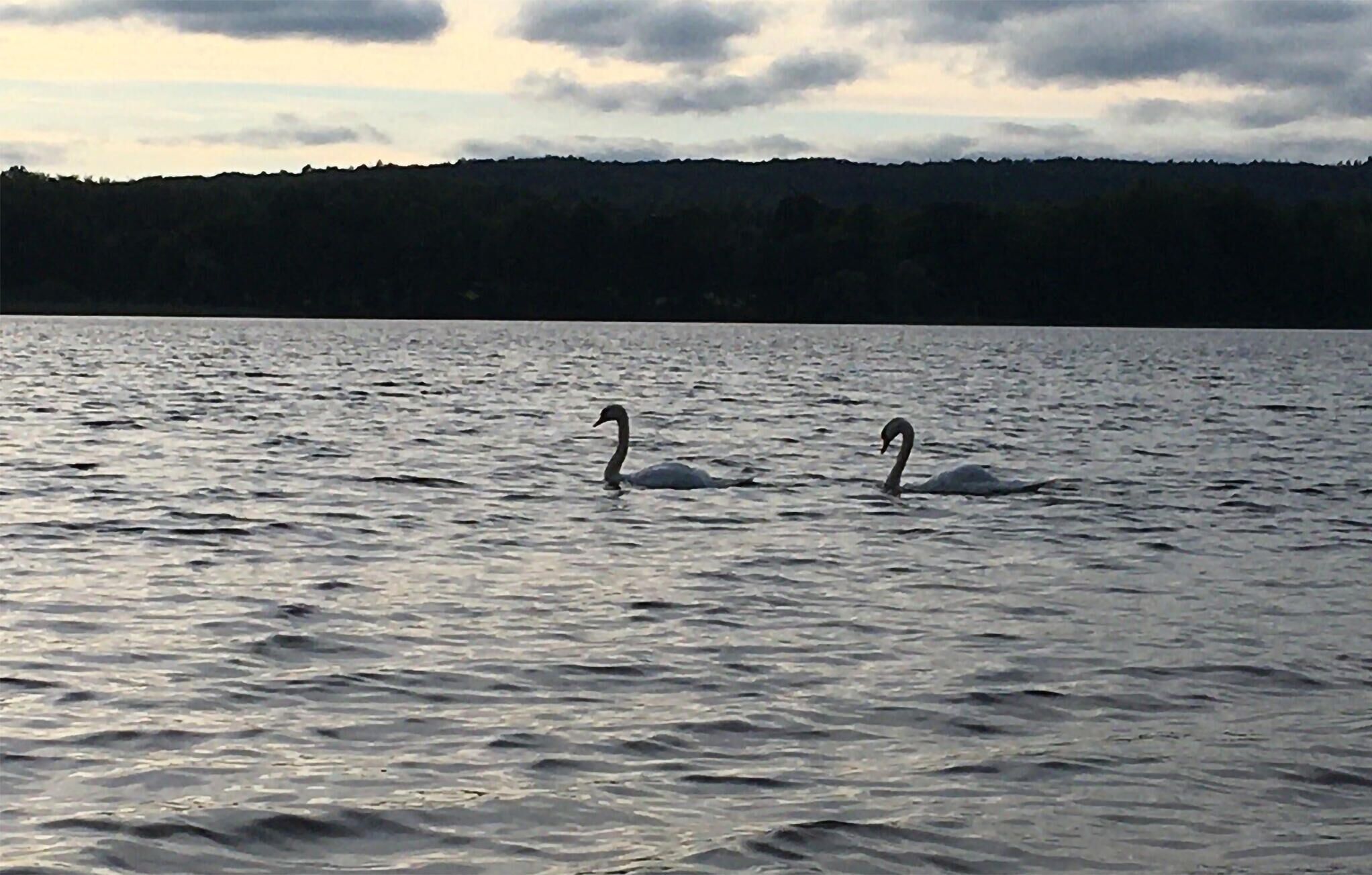 Deux cygnes nagent dans un plan d’eau, avec une colline boisée en arrière-plan.
