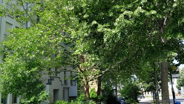 A tree-lined sidewalk with a paved path, a fence, and a parked car.