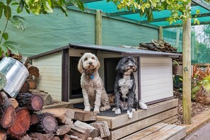 Zwei Hunde sitzen auf einer Holzplattform, im Hintergrund ein Hundehäuschen.