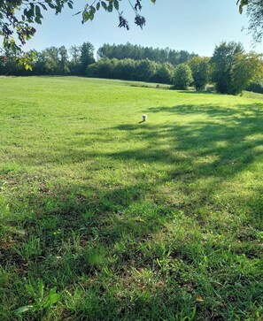 Um campo gramado com um cão ao longe.