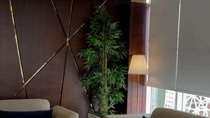 A modern living room with a sofa, coffee table, and a large potted plant. - Alsltanah Jazan Hotel (Jizan)