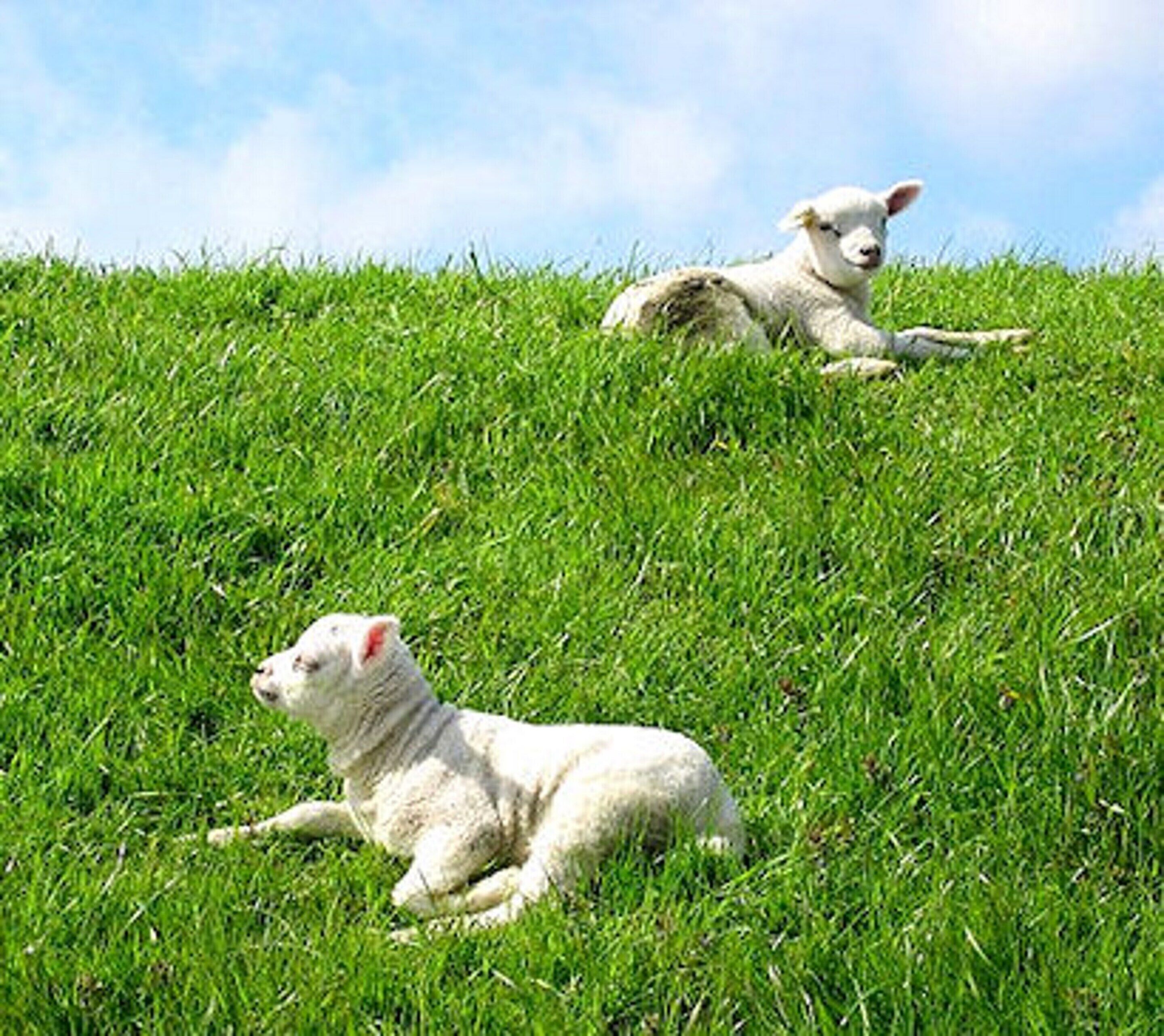 Dos corderos descansando sobre una colina cubierta de hierba.