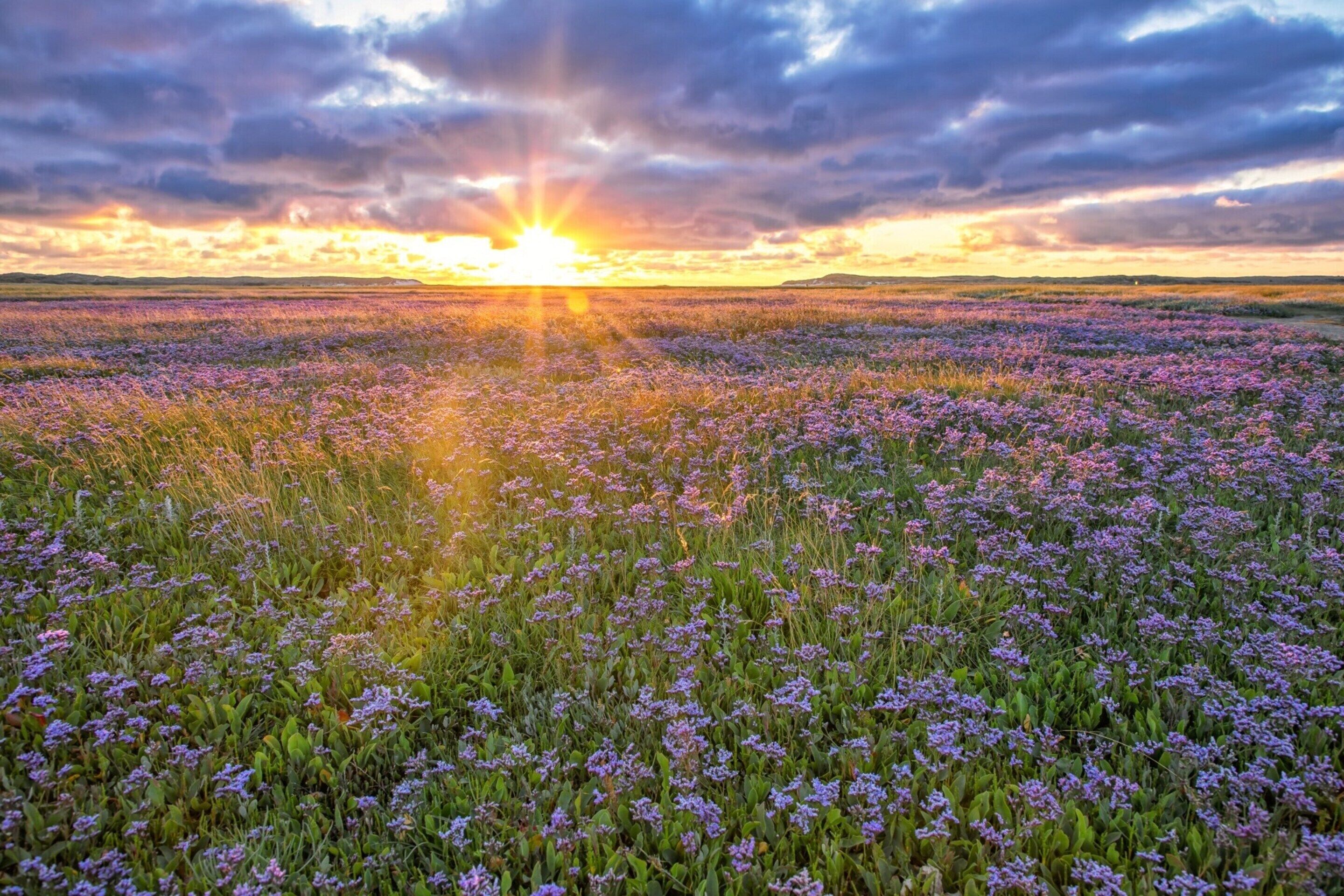 A field of purple flowers under a sunset sky.