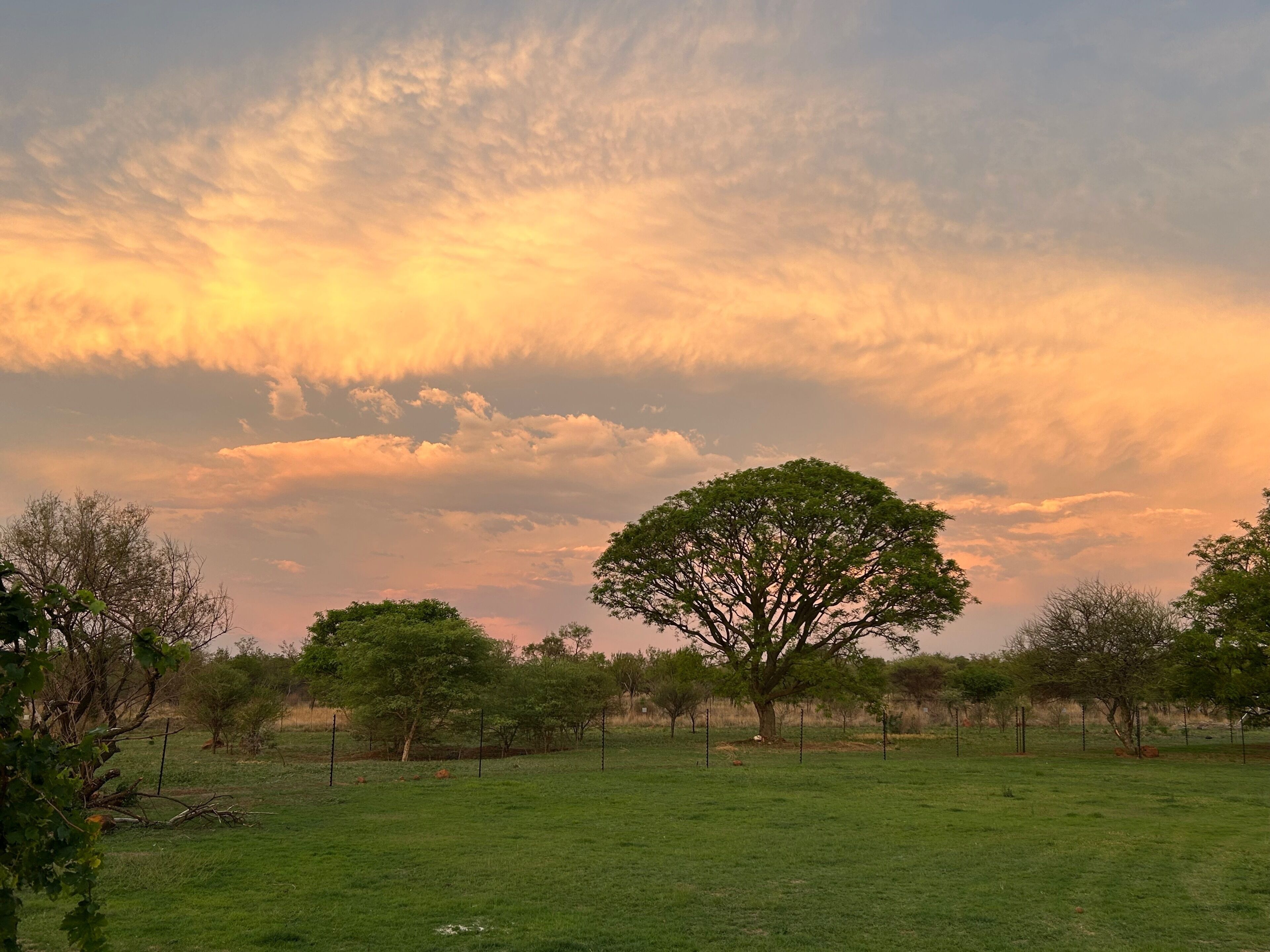 A grassy field with a prominent tree in the center and a clear sky above.