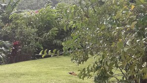 Een weelderige tuin met diverse planten en een gazon, omringd door bergen op de achtergrond.