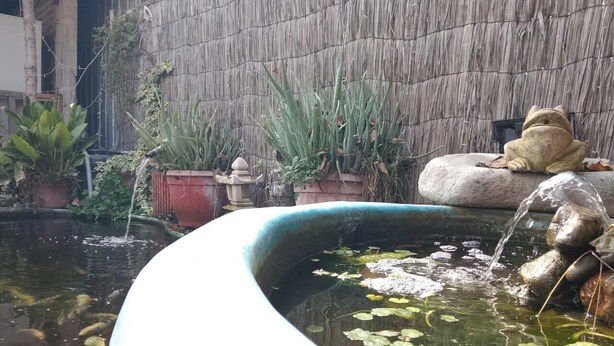Un jardín con un estanque, una estatua de piedra y un gato.