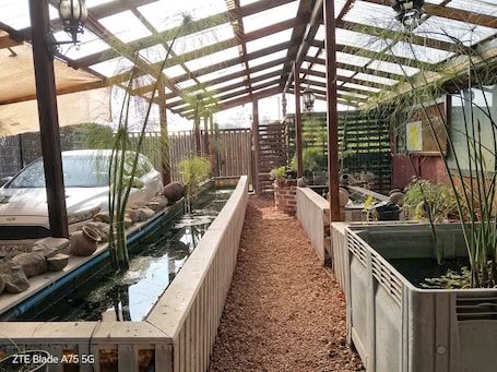 外观. 卡萨尼瓦锦鲤鱼之间