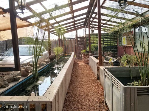 Casa Niwa Koi Entre Peces