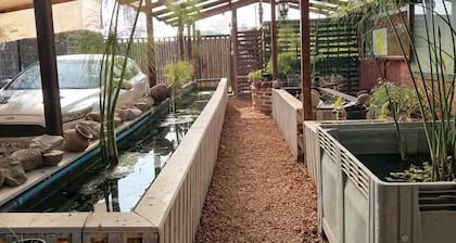 Casa Niwa Koi Entre Peces