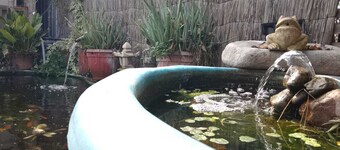 Casa Niwa Koi Entre Peces