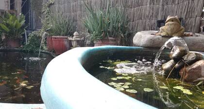 Casa Niwa Koi Entre Peces