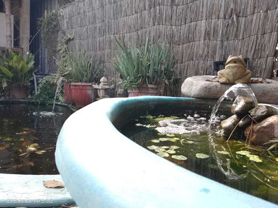 Casa Niwa Koi Entre Peces