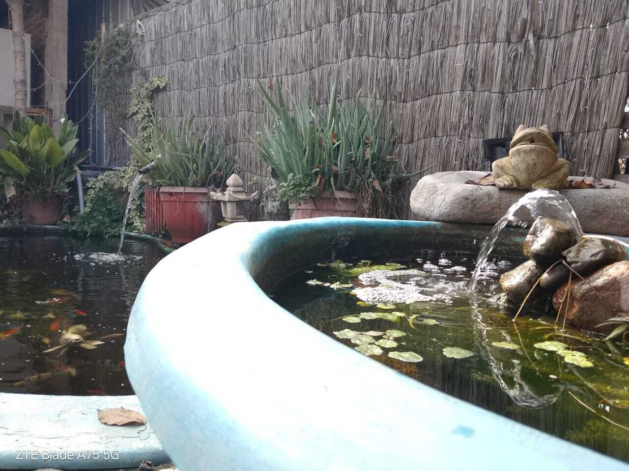 A pond with water lilies and a cat statue, surrounded by potted plants and rocks.