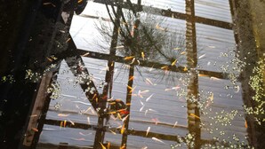 Reflejo de un edificio con un diseño de ventanas en forma de cuadrícula y peces koi nadando en el agua.
