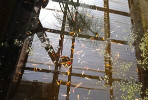 Exterior - Casa Niwa Koi Entre Peces (Paine)