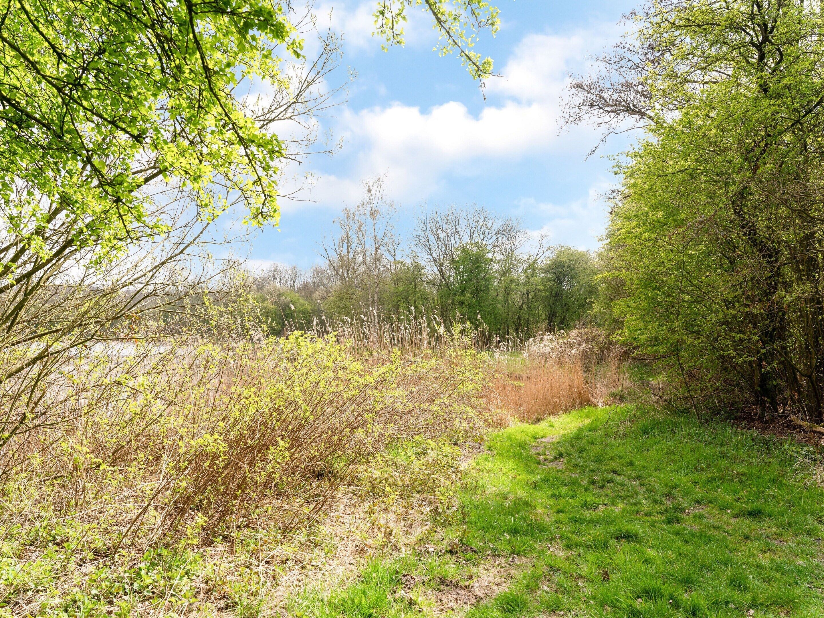 Un paysage naturel avec un sentier herbeux, des arbres et des arbustes.