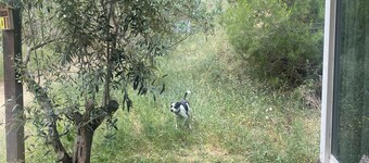 Detached mini house on horse farm in the middle of nature