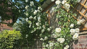 A garden with white roses climbing a brick wall. - Unique. "Villa fleurie" on the Fontainecourt estate with artists' studios. (Glos-sur-Risle)