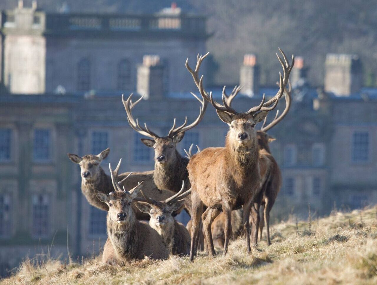 A group of deer with large antlers in a grassy field with a building in the background.