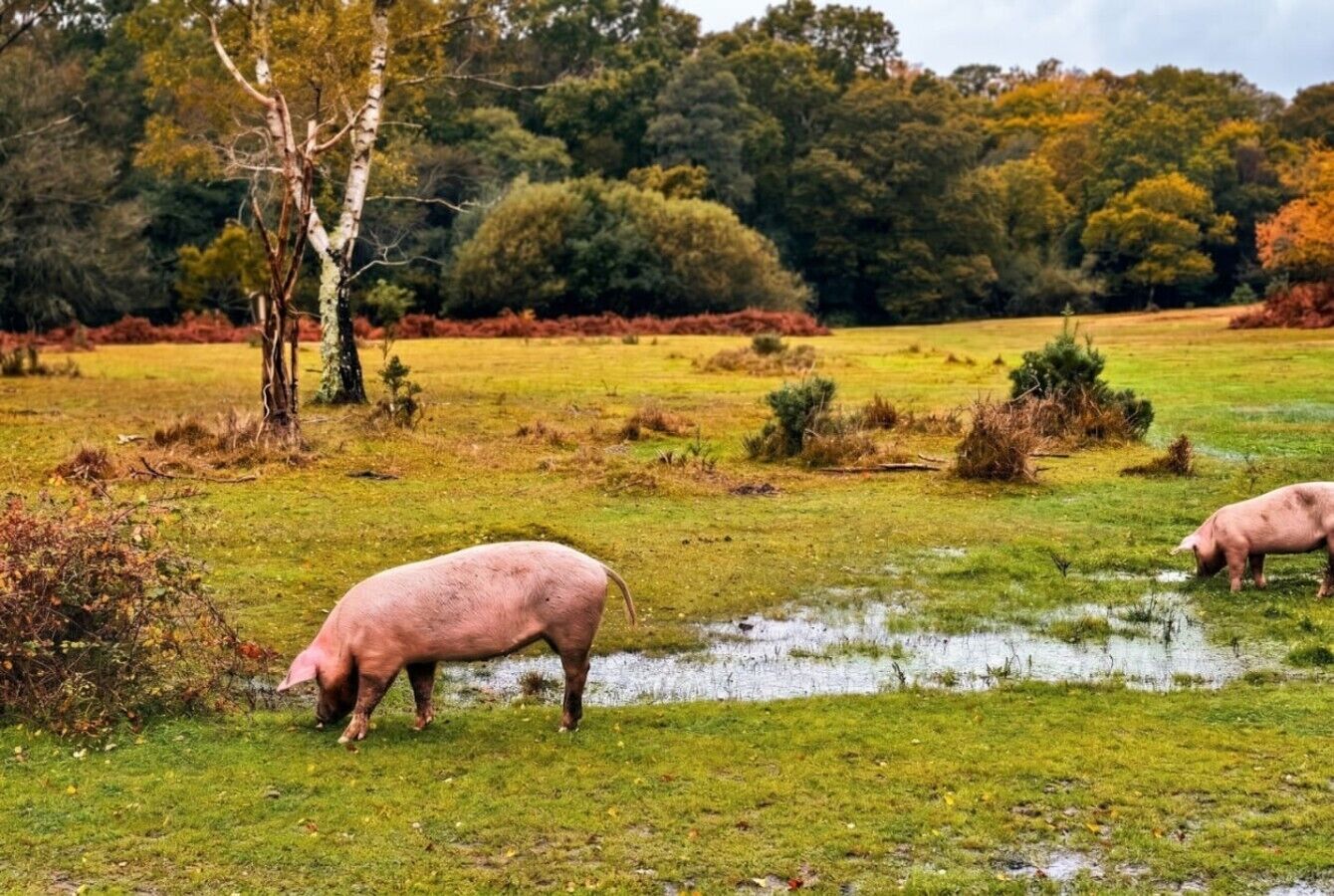 A pig grazing in a grassy field with trees in the background.