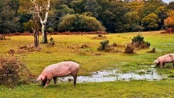 A pig grazing in a grassy field with trees in the background.